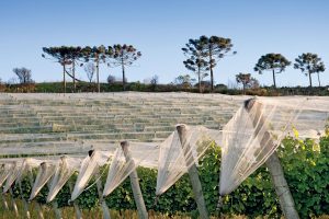 agriculturenonwoven (3)